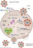 Abb.3 : Vermehrungszyklus von SARS-CoV-2: Anheftung an die menschliche Zelle mittels Andocken des Spike-Proteins am ACE-2-Rezeptor. Mittels der vom Virus mitgebrachten „Bauanleitung“ mRNA produzieren die zelleigenen Ribosomen Proteine, aus denen neue Viren entstehen und aus der Zelle ausgeschleust werden.